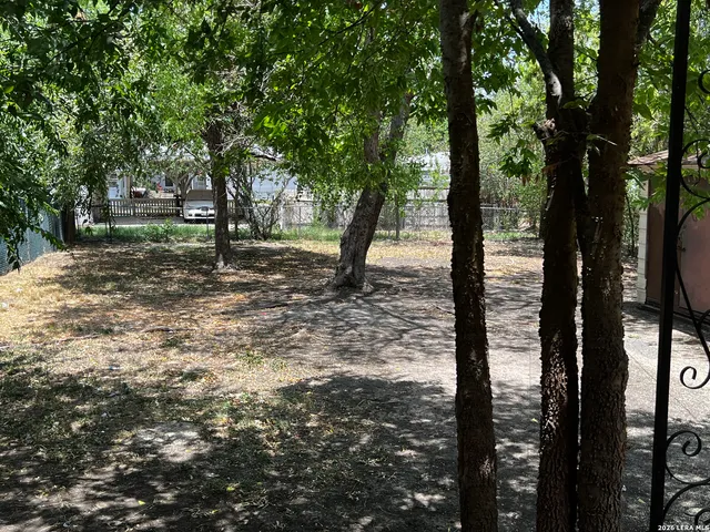 a view of a tree in the forest