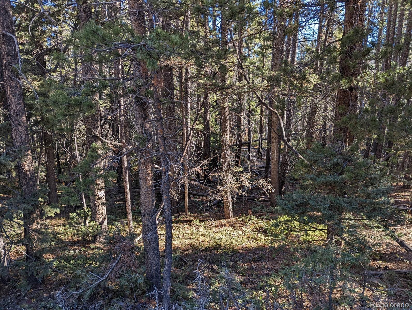 3067 Forbes Park Road Fort Garland, CO 81133 - Photo 3 of 12 a view of a forest filled with trees