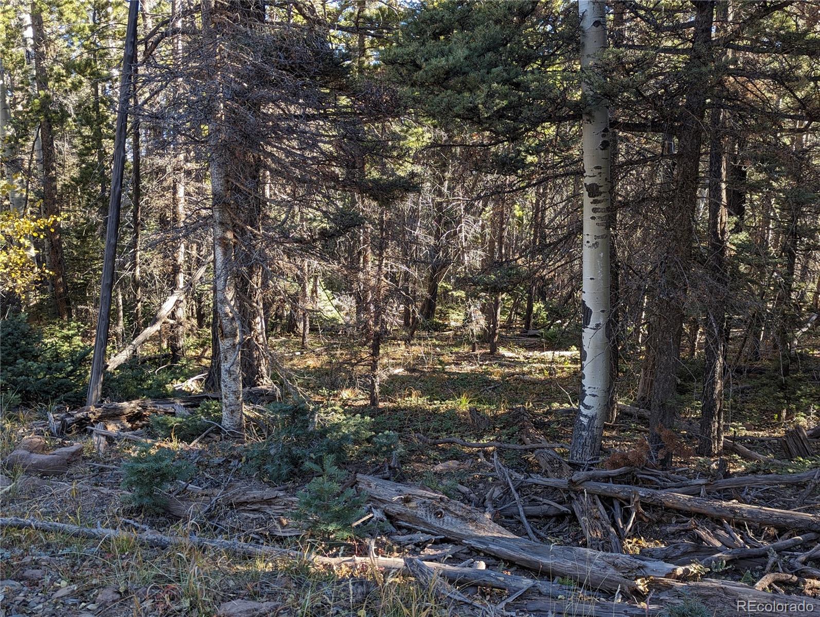 3067 Forbes Park Road Fort Garland, CO 81133 - Photo 4 of 12 a backyard of a house with lots of plants and trees