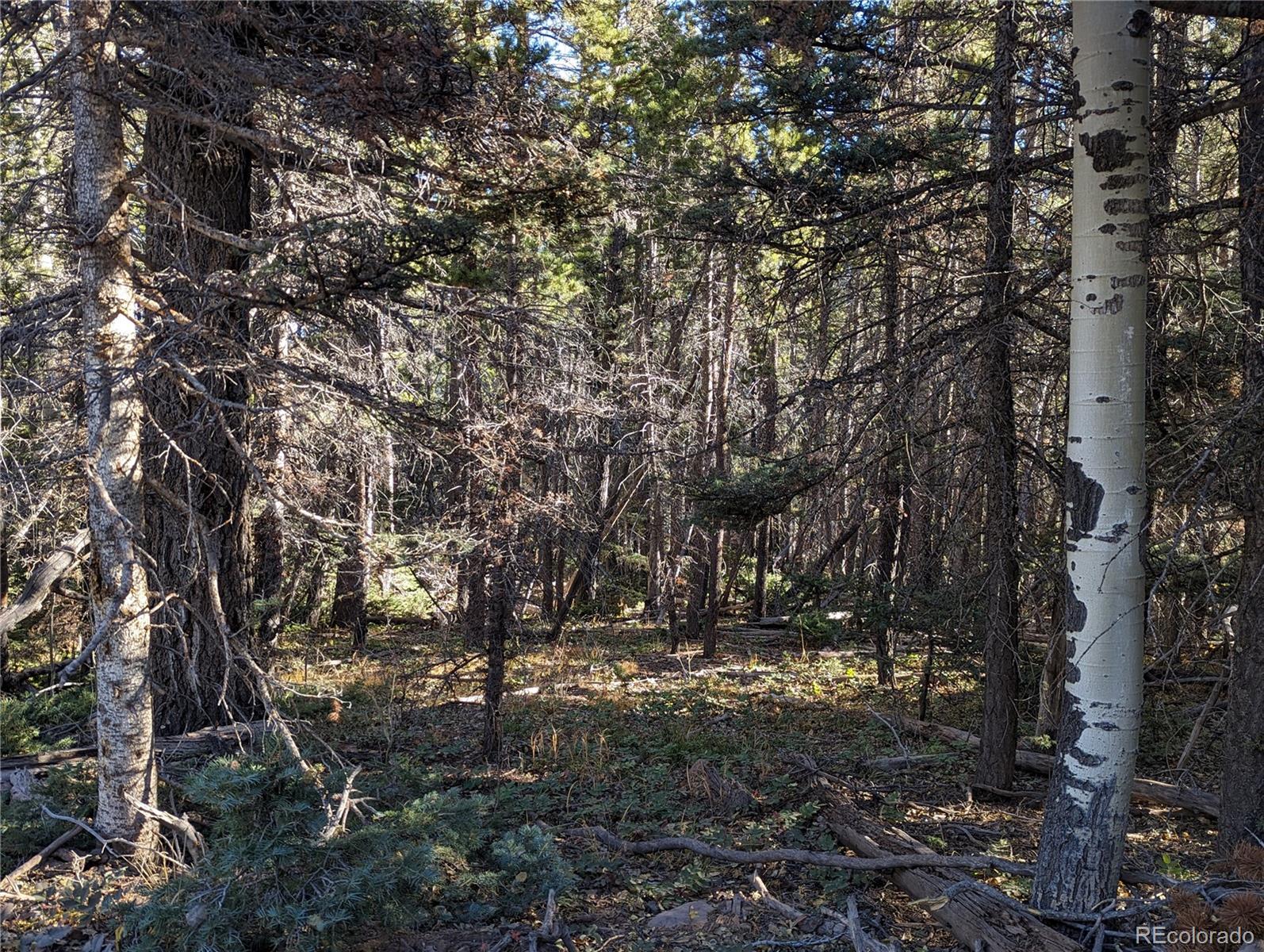 3067 Forbes Park Road Fort Garland, CO 81133 - Photo 5 of 12 a view of tree