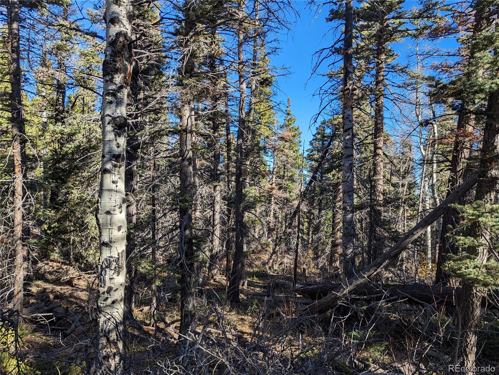 3067 Forbes Park Road Fort Garland, CO 81133 - Photo 6 of 12 a view of a tree
