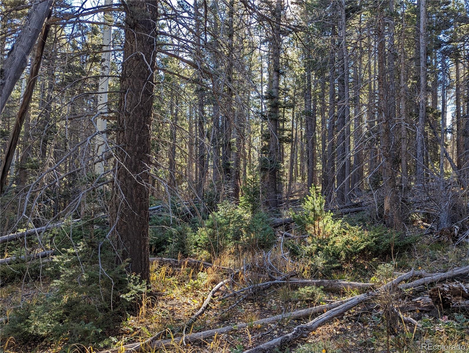 3067 Forbes Park Road Fort Garland, CO 81133 - Photo 9 of 12 a view of a forest filled with trees