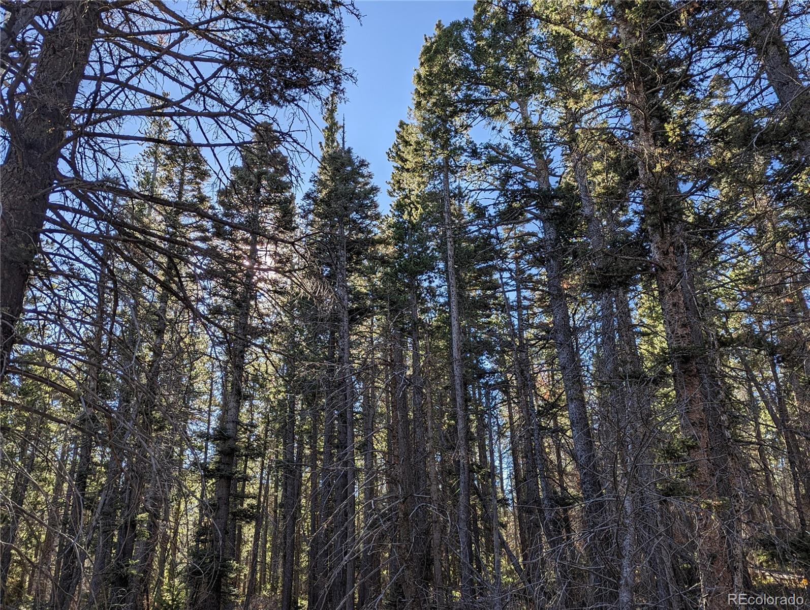 3067 Forbes Park Road Fort Garland, CO 81133 - Photo 10 of 12 a view of a yard with a tree