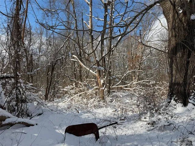 a view of a yard with large trees