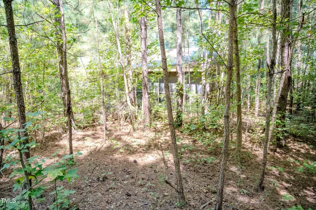 a view of a lush green forest