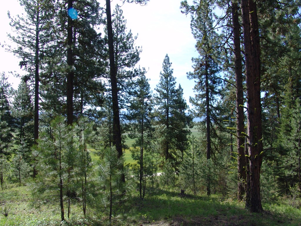 21 Rehn Loop, Unit 4 Cascade, ID 83611 - Photo 5 of 13 Nicely Wooded