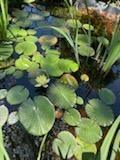 2552 Crossroads Road Decatur, IL 62521 - Photo 40 of 42 Water lilies