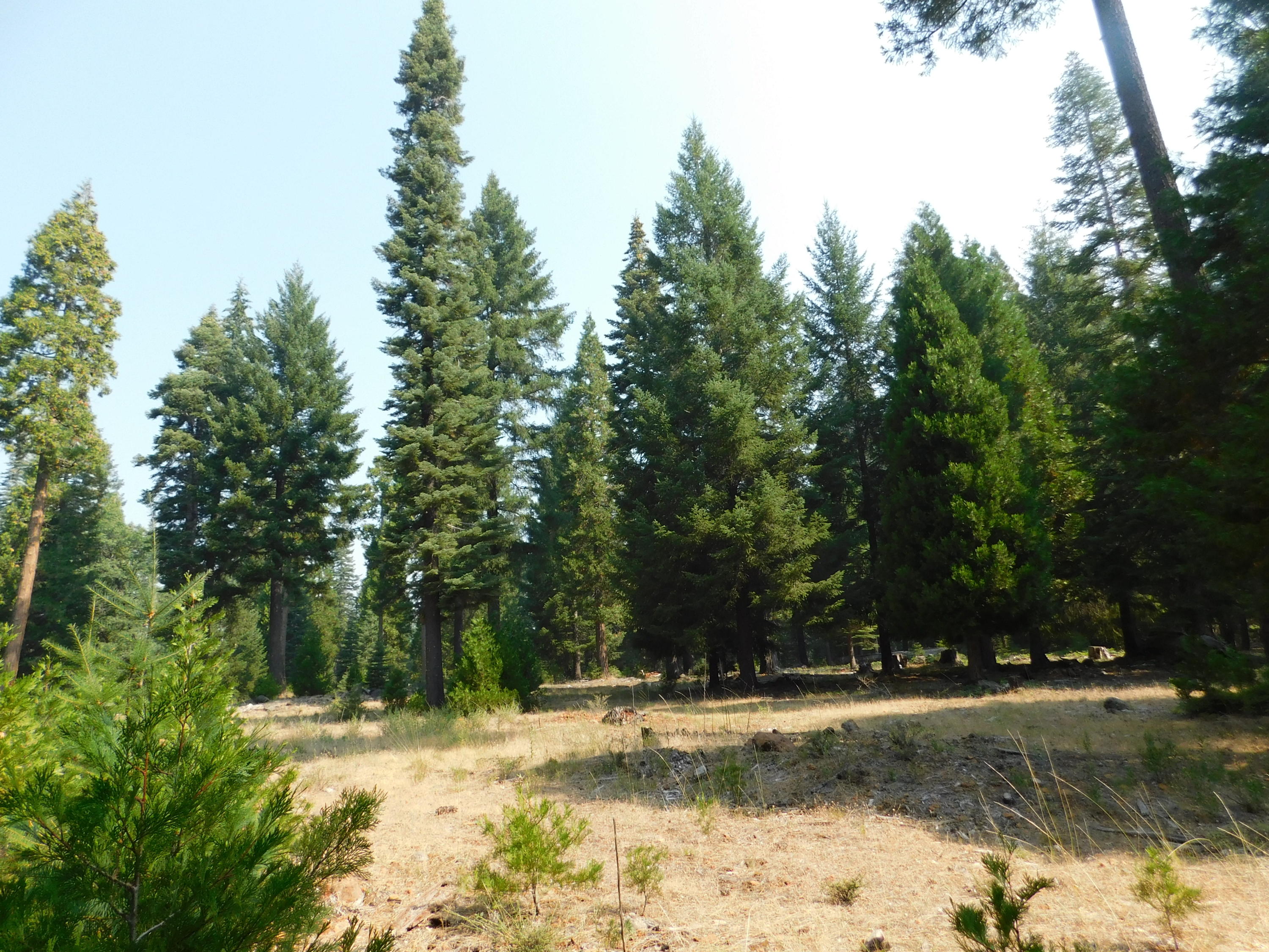 Lot # Deer Flat Road Shingletown, CA 96088 - Photo 1 of 8 DSCN0514