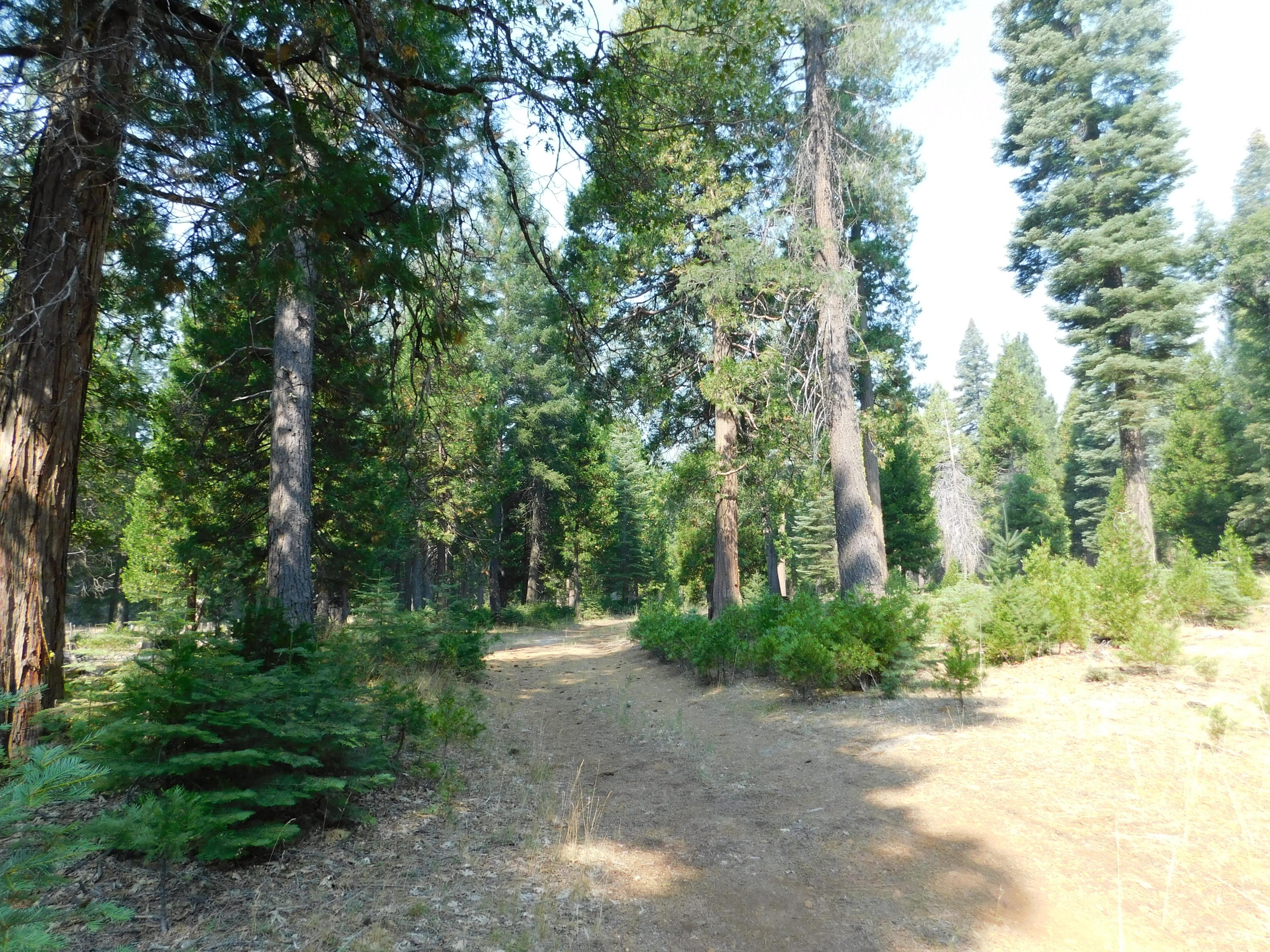 Lot # Deer Flat Road Shingletown, CA 96088 - Photo 3 of 8 DSCN0513