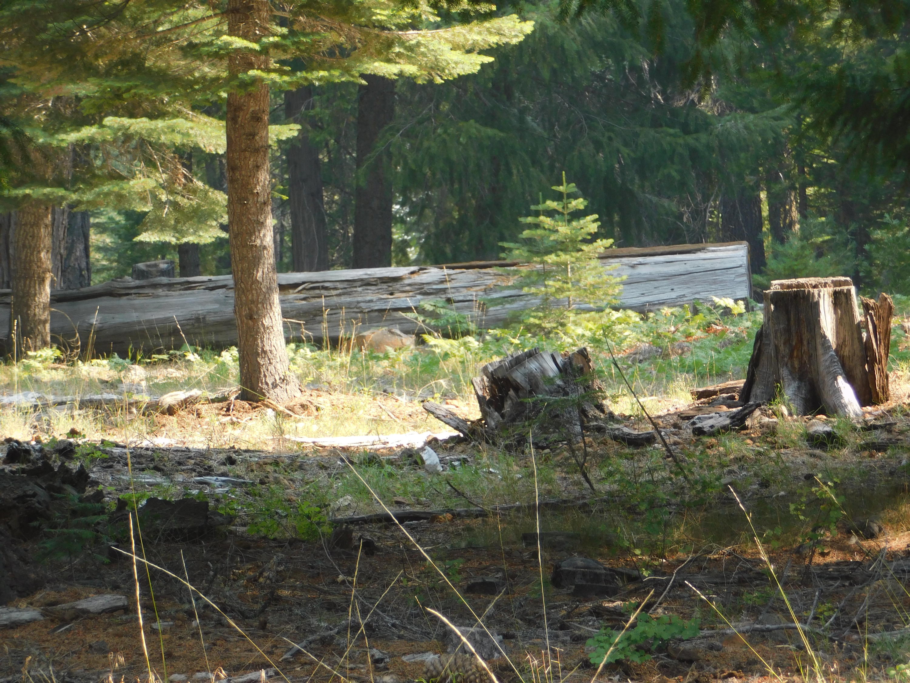 Lot # Deer Flat Road Shingletown, CA 96088 - Photo 4 of 8 DSCN0515