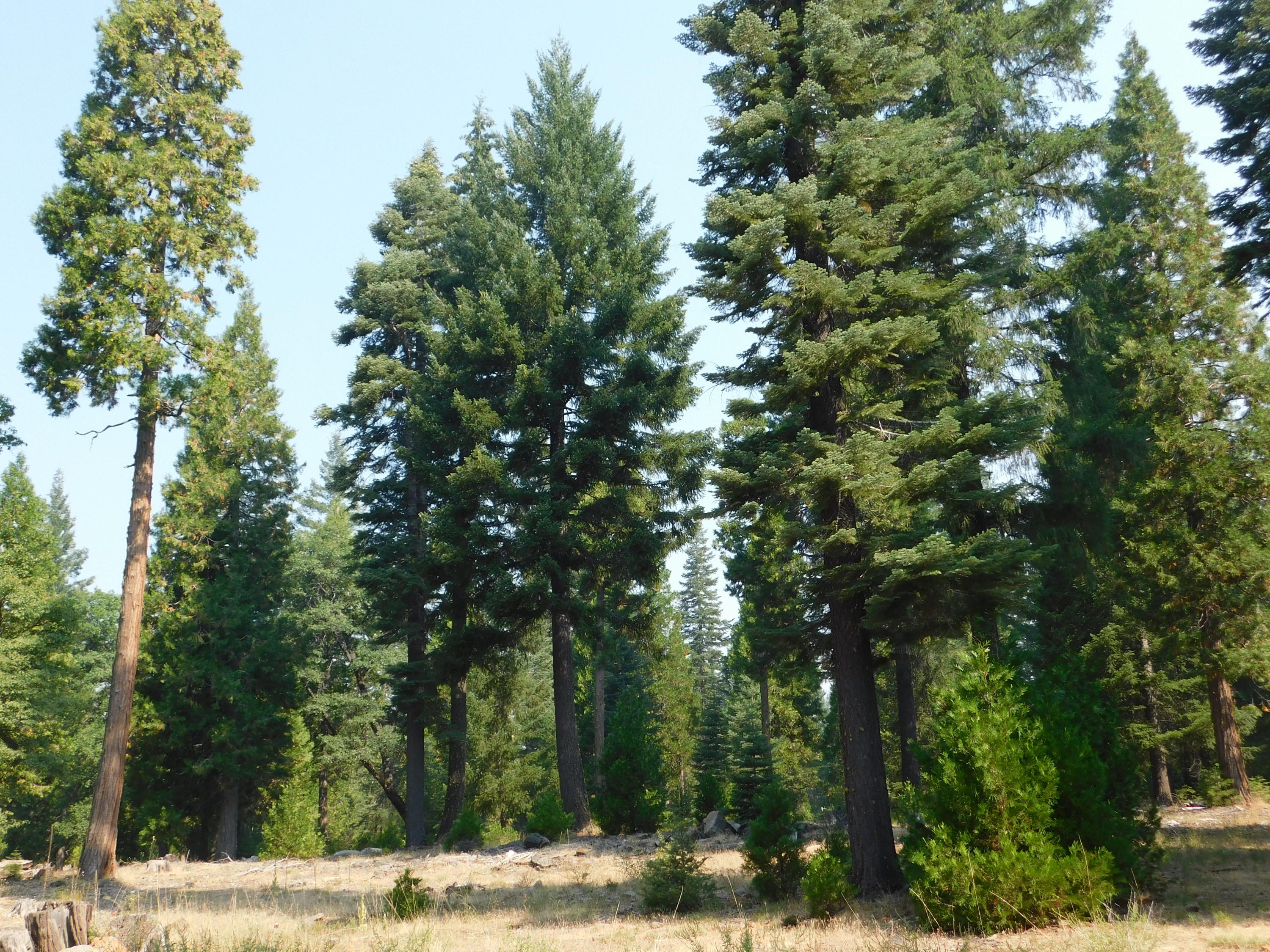 Lot # Deer Flat Road Shingletown, CA 96088 - Photo 5 of 8 DSCN0516