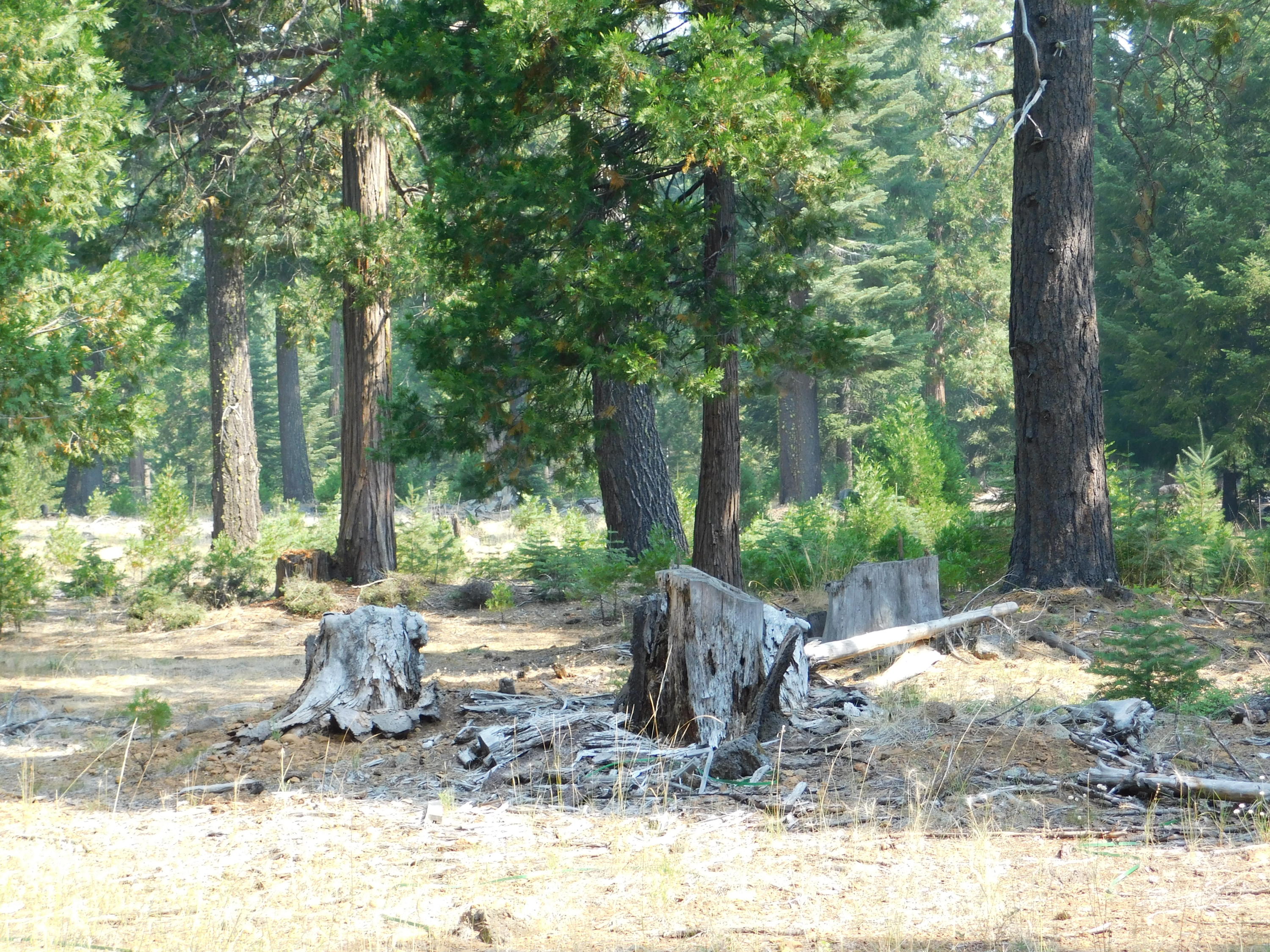 Lot # Deer Flat Road Shingletown, CA 96088 - Photo 7 of 8 DSCN0521