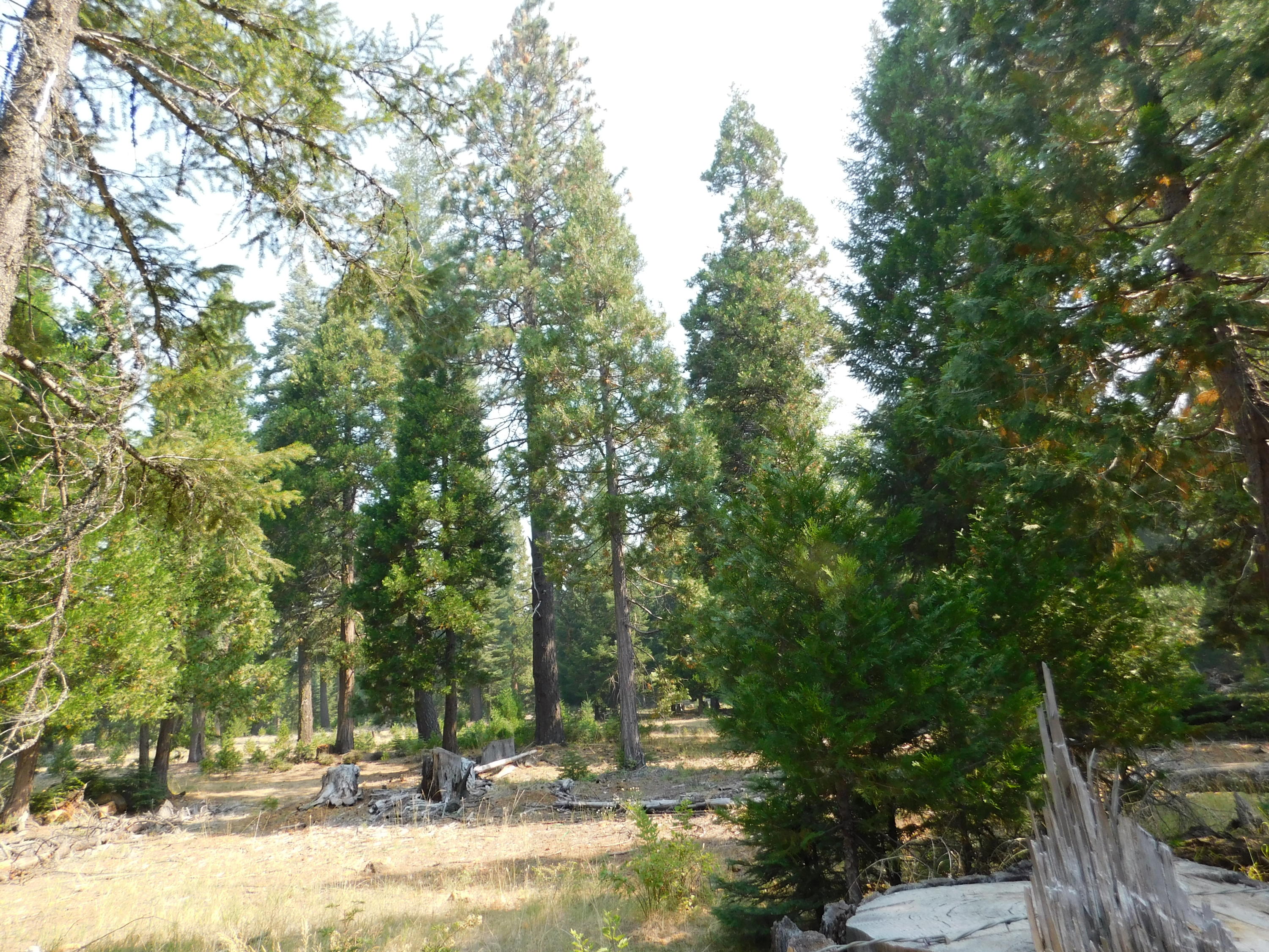 Lot # Deer Flat Road Shingletown, CA 96088 - Photo 8 of 8 DSCN0522
