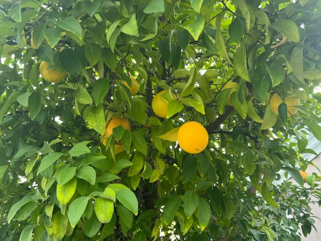 a view of a tree with plants in back yard