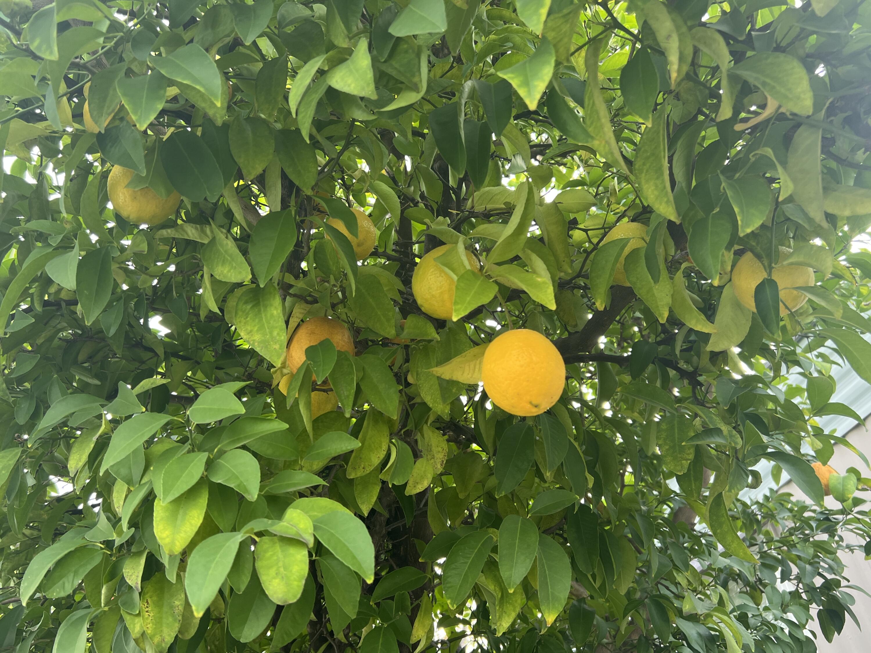 481 Twin View Boulevard, Unit 97 Redding, CA 96003 - Photo 13 of 13 a view of a tree with plants in back yard