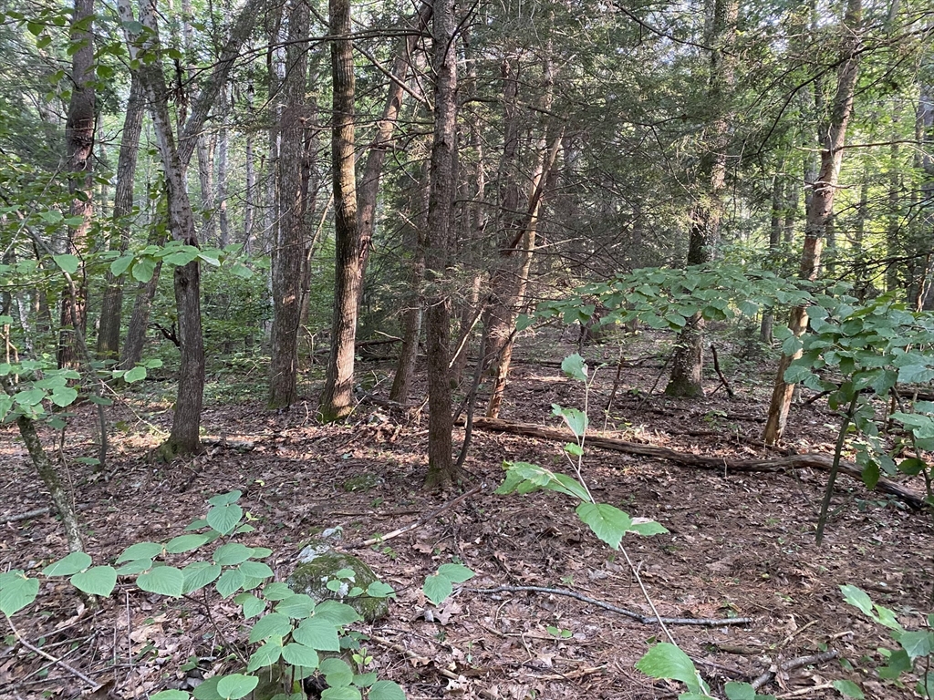 Lot B Brimfield Road Monson, MA 01057 - Photo 2 of 7 a view of a forest that has large trees