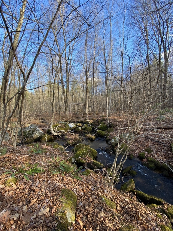 Lot B Brimfield Road Monson, MA 01057 - Photo 7 of 7 a picture of trees