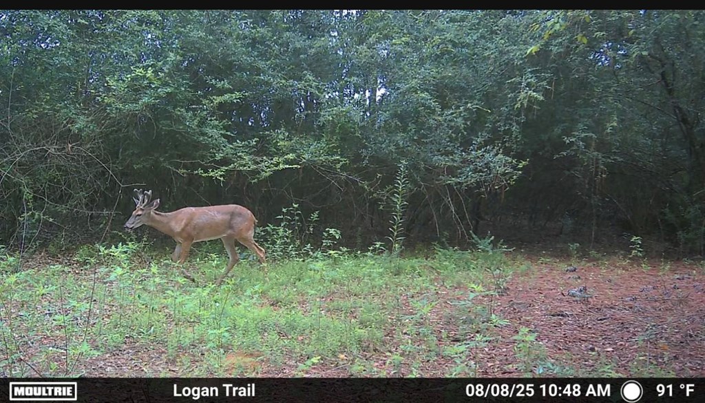 1640 Lafollette Road Slocomb, AL 36375 - Photo 54 of 64