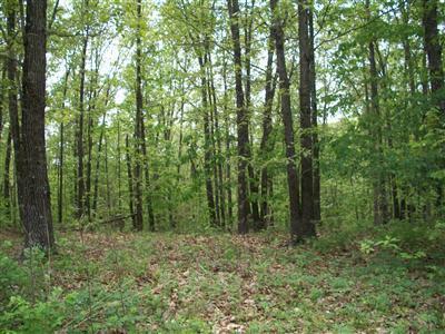 0 Sarvis Point Road Seymour, MO 65746 - Photo 1 of 1 Primary Photo
