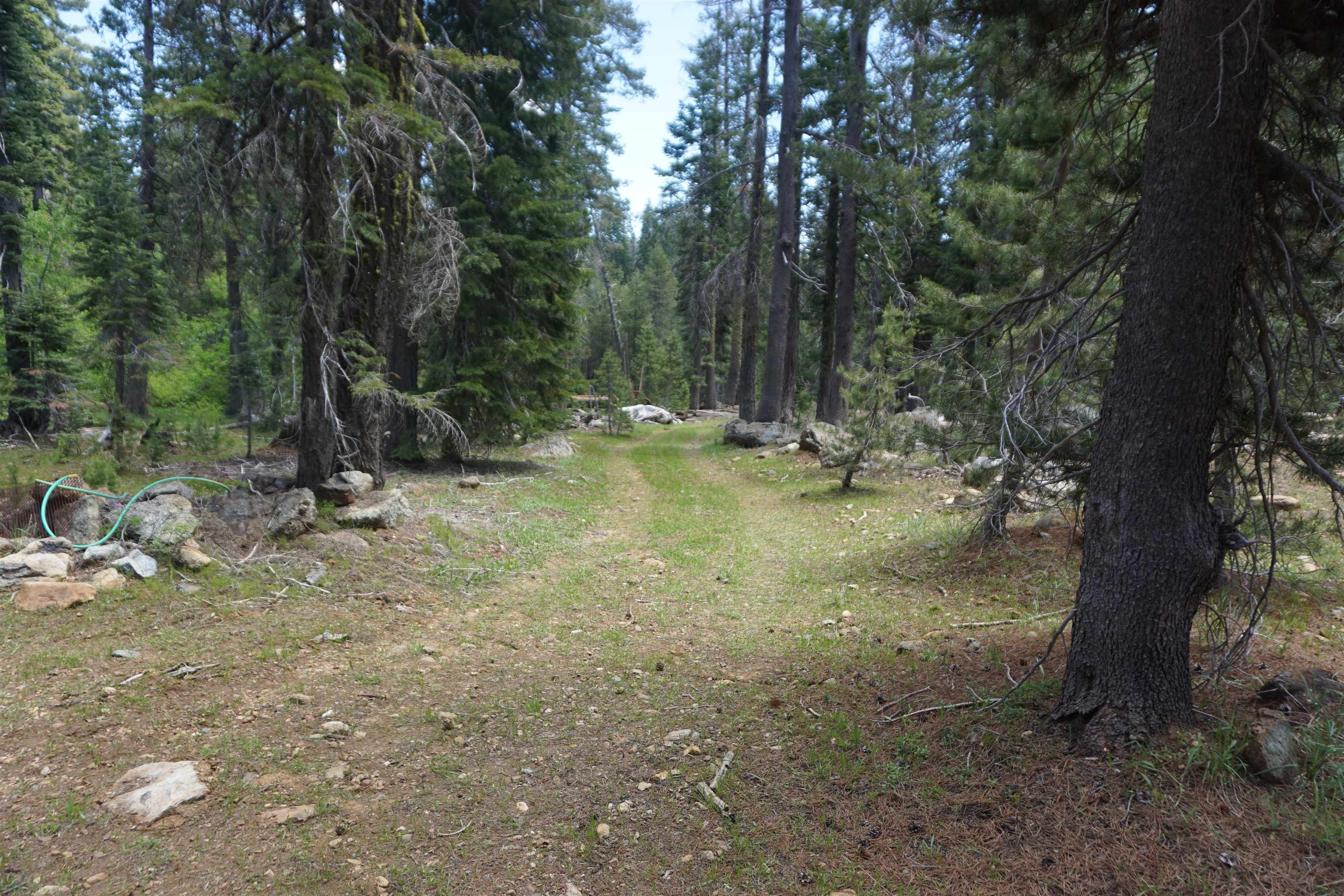 1334 Highlands Road Quincy, CA 95971 - Photo 37 of 47 a view of a forest with trees in the background