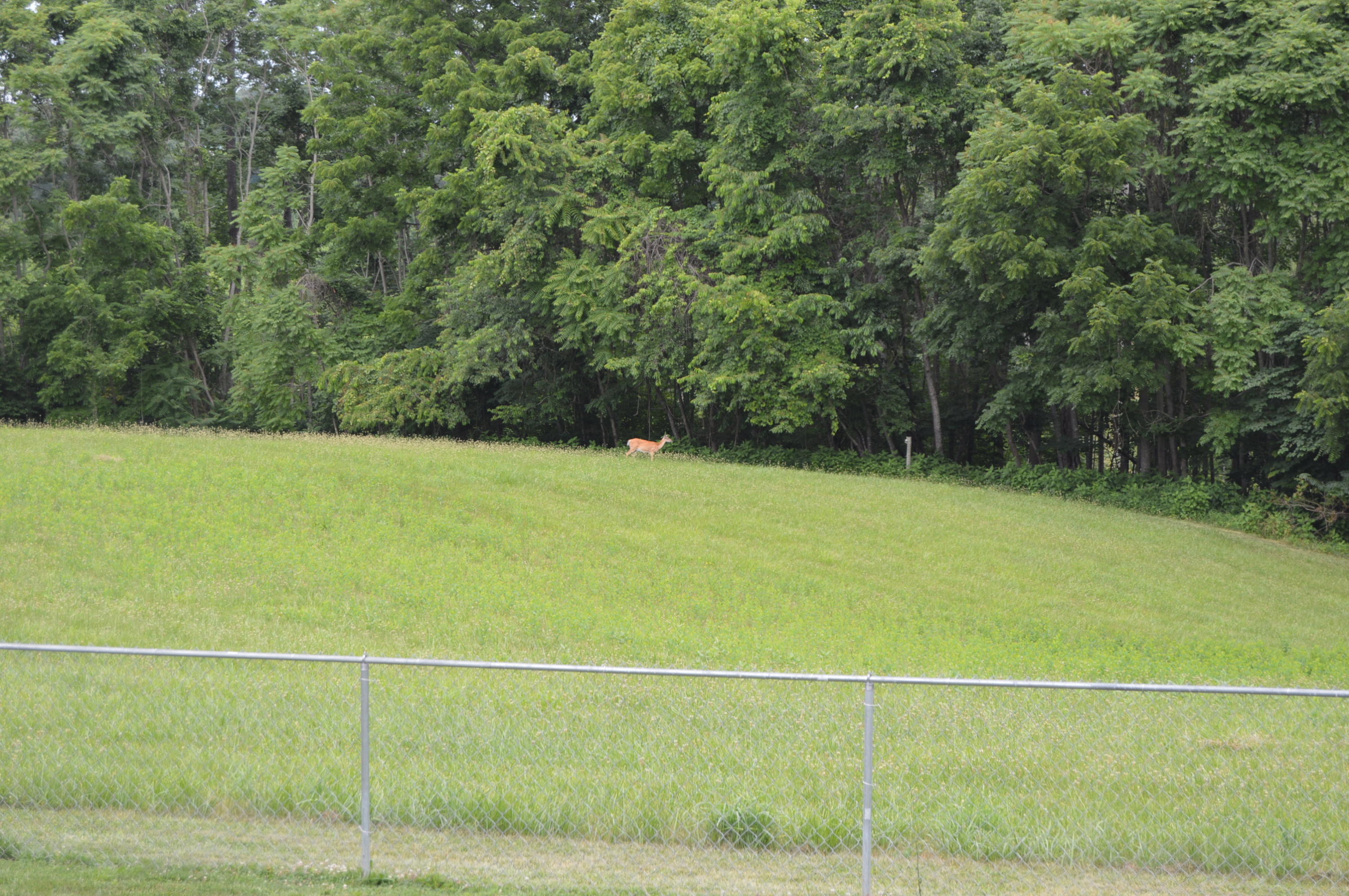 175 Kay Fork Road Union Hall, VA 24176 - Photo 57 of 62 Field