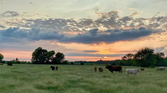 a view of an outdoor space and yard