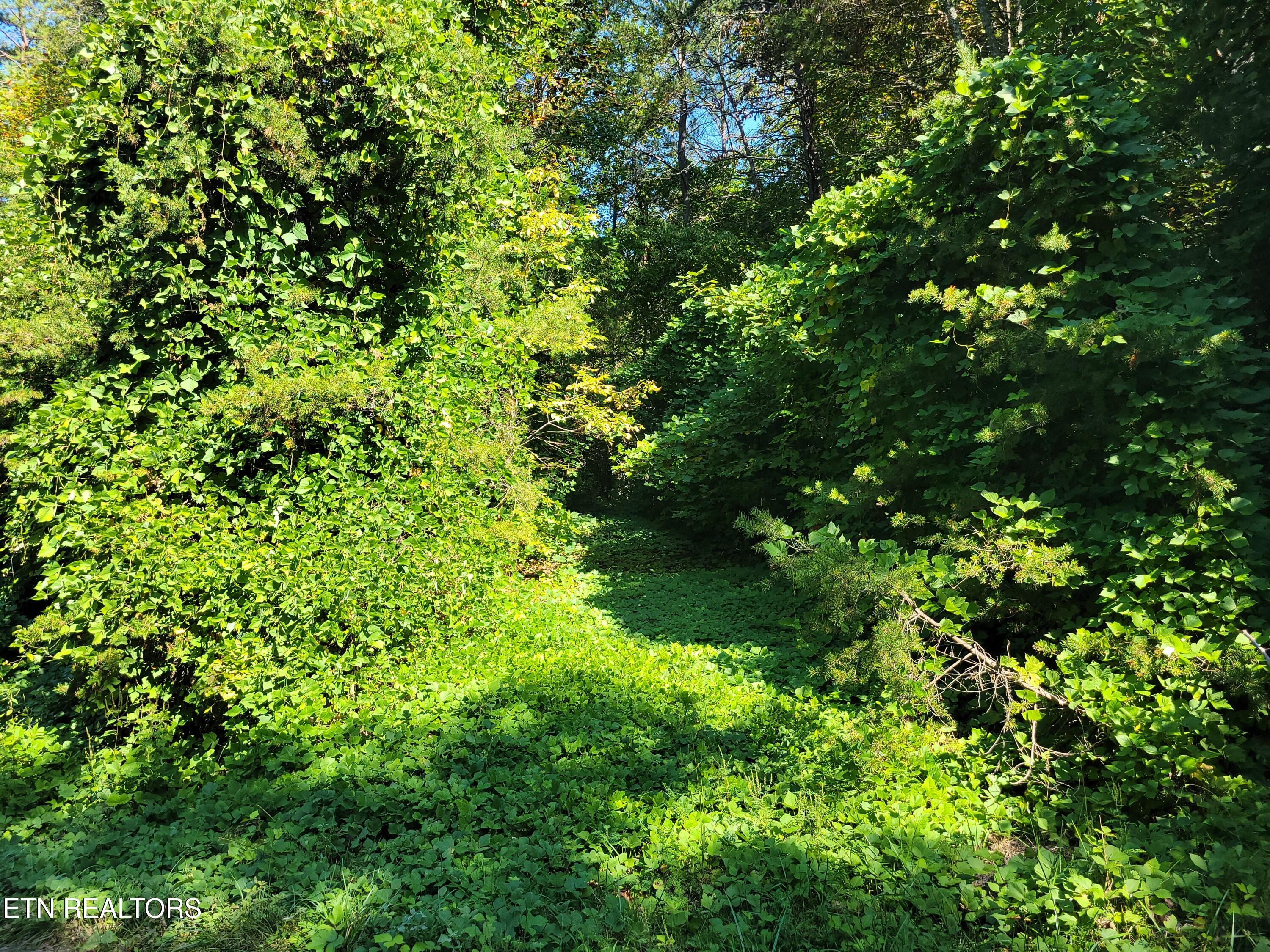 Lot 39 Sugar Maple Way Del Rio, TN 37727 - Photo 3 of 7 Driveway