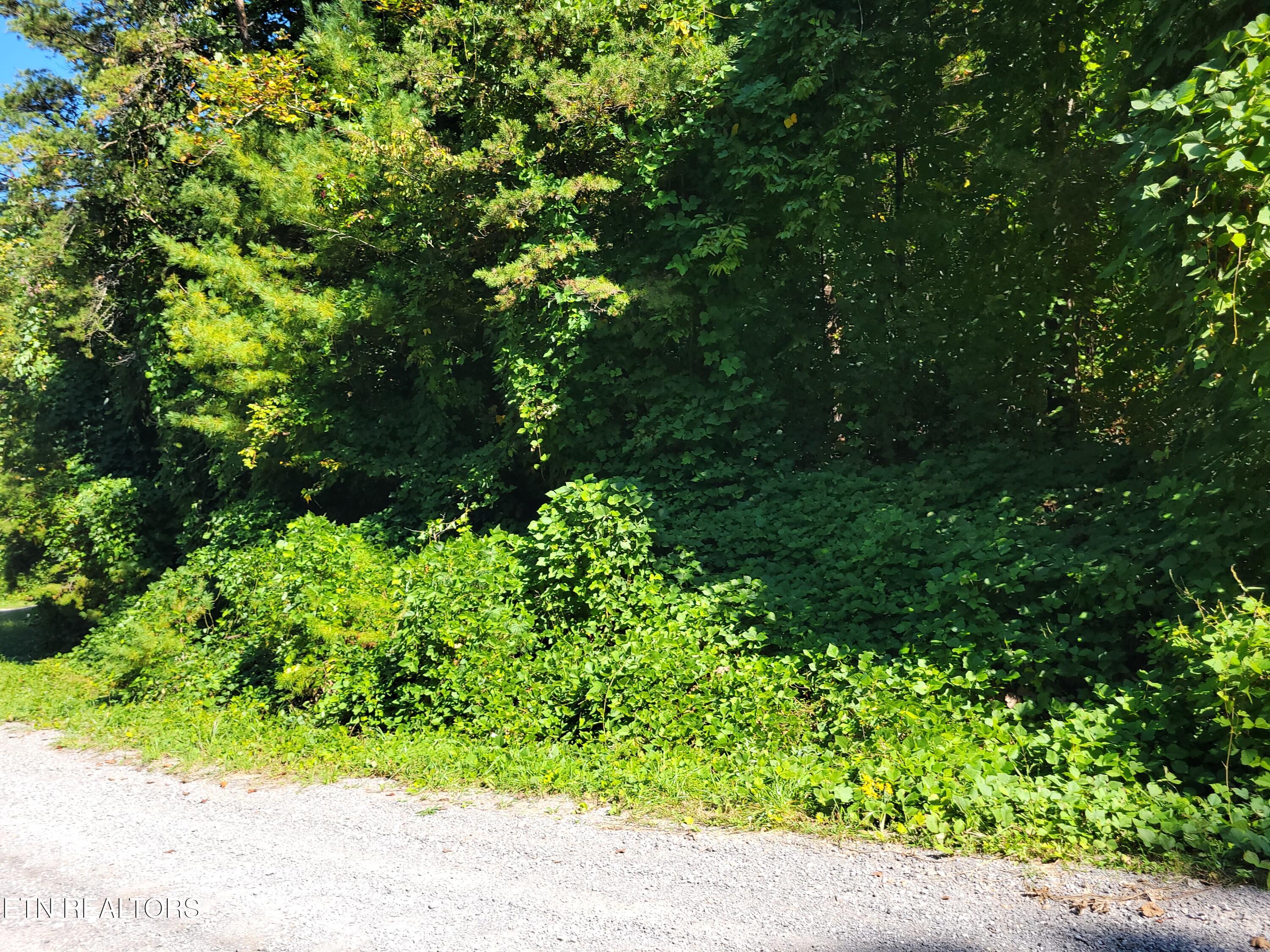 Lot 39 Sugar Maple Way Del Rio, TN 37727 - Photo 4 of 7 20250919_112123