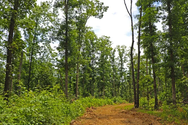 a view of a lush green forest