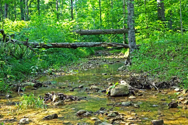 a view of a lush green forest