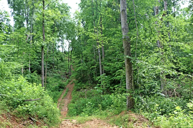 a view of a lush green forest