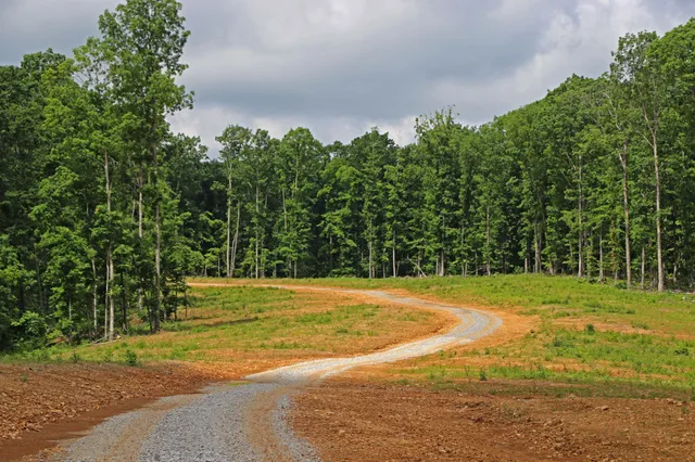 a view of a lush green forest
