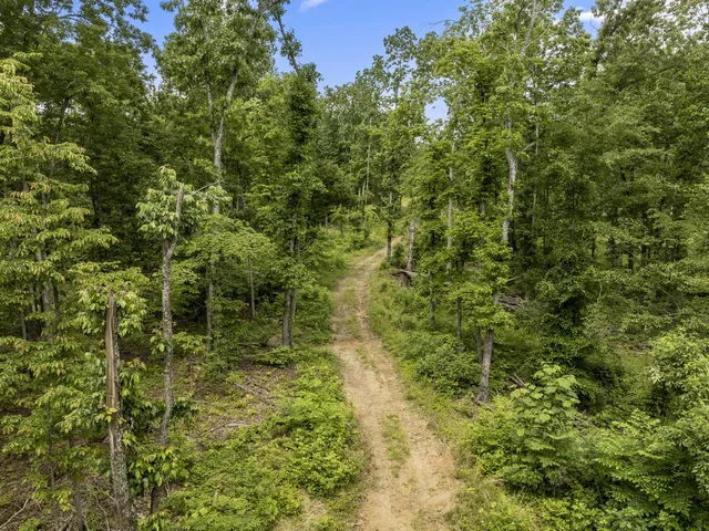 a view of a lush green forest