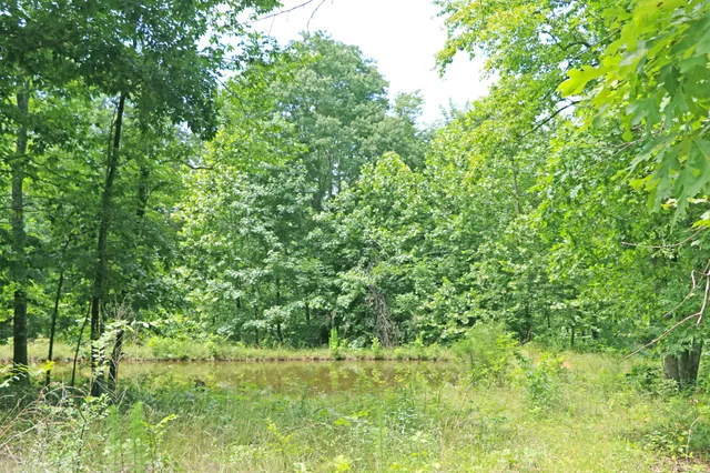 a view of a park with trees