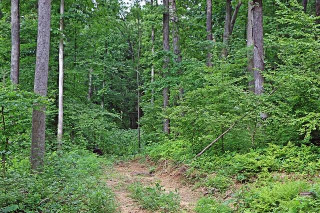 a view of a backyard of the house