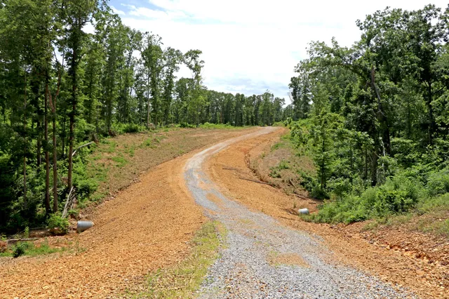 a view of a lush green forest