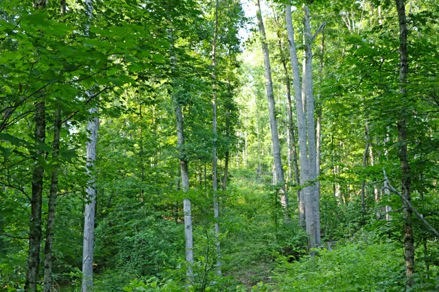 a view of a lush green forest