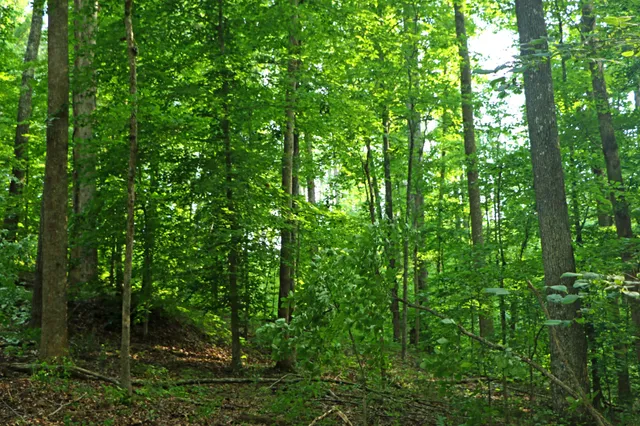 a view of a yard with swimming pool
