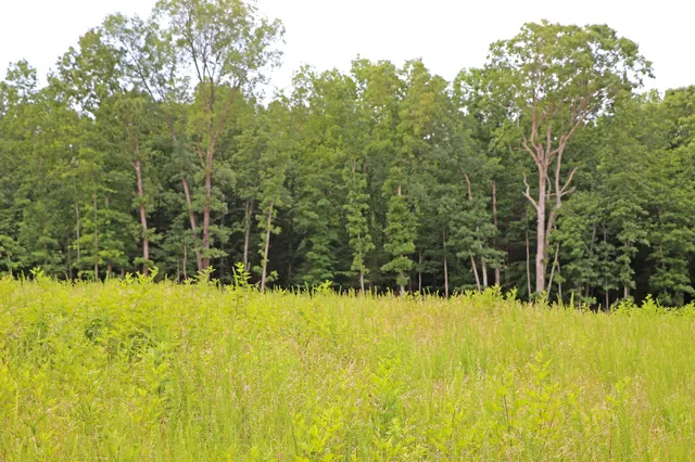 a view of a lush green forest
