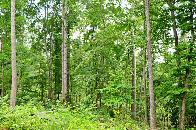 a view of a road with a yard