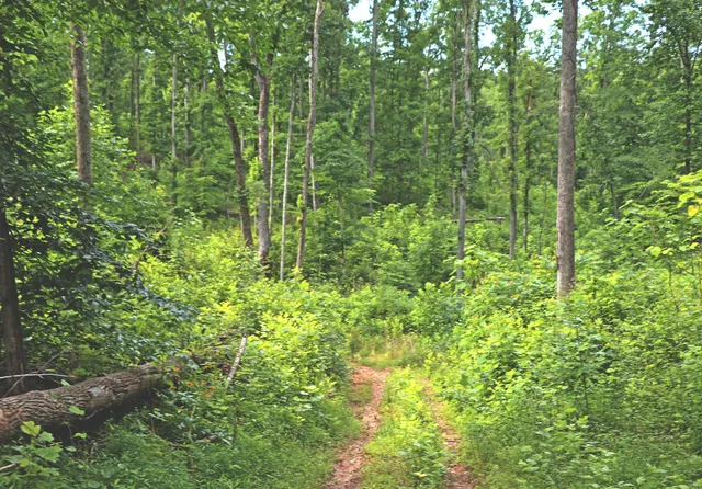a view of a lush green forest