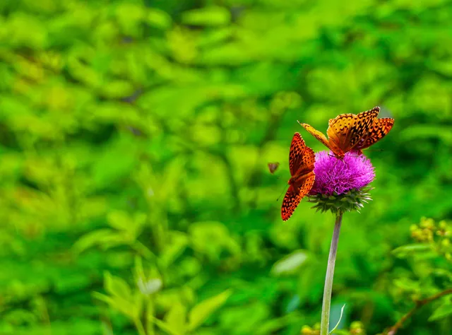 a view of a lush green forest
