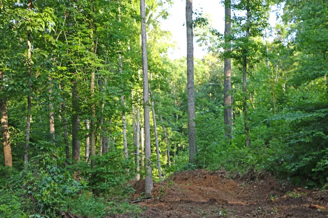 a view of a field with trees