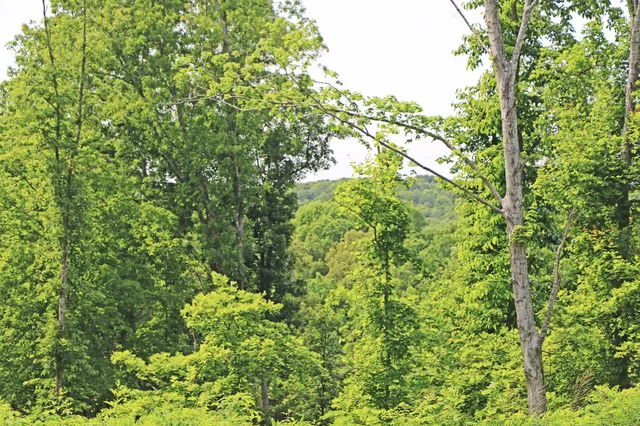 a fire hydrant in the middle of a field