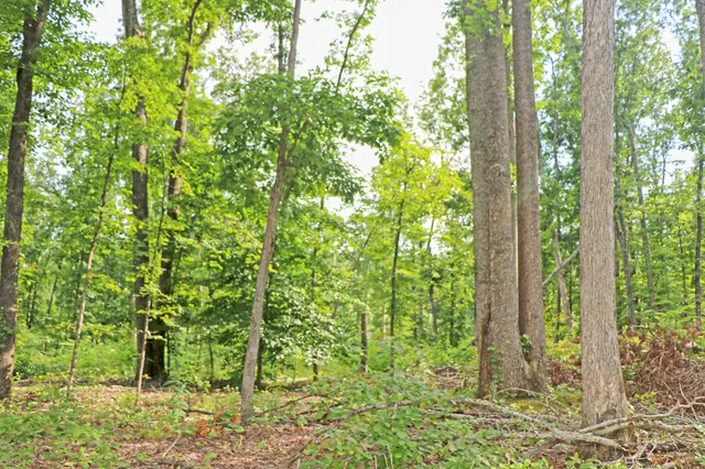 a view of a wooden fence
