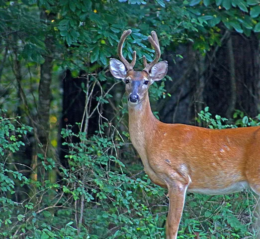 a white wall with some trees in it