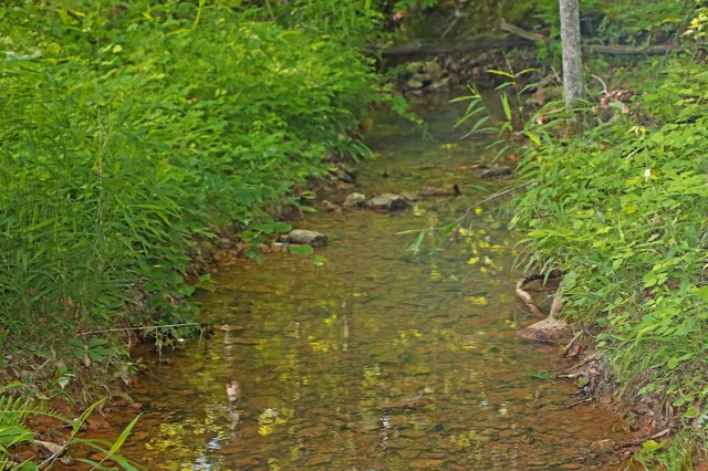 a view of a yard with large trees