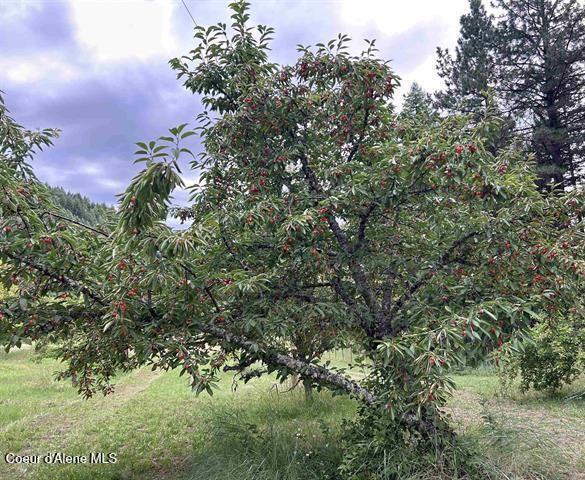266 Falcon Ridge Road Kooskia, ID 83539 - Photo 49 of 50 49