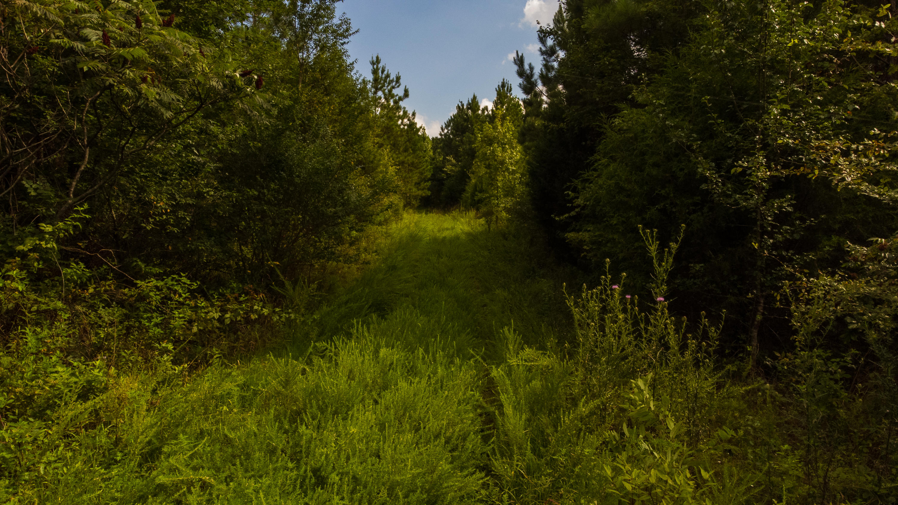 79.49-ac South 79.49-ac Street Decatur, TN 37322 - Photo 4 of 18 Rip 10