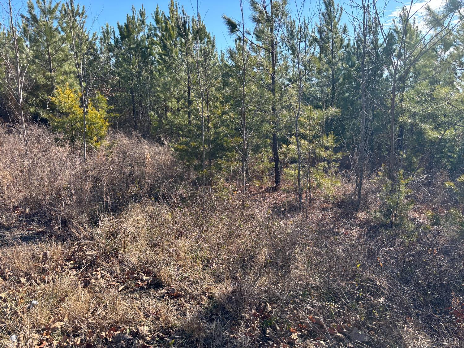 0 Mohawk Long Island, VA 24569 - Photo 3 of 10 a view of a forest with trees in the background